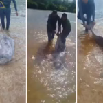 Boto é resgatado por pescadores após encalhar na praia da Sambaíba, no Rio Javaés em Pium: “Felizes em salvá-lo com vida”