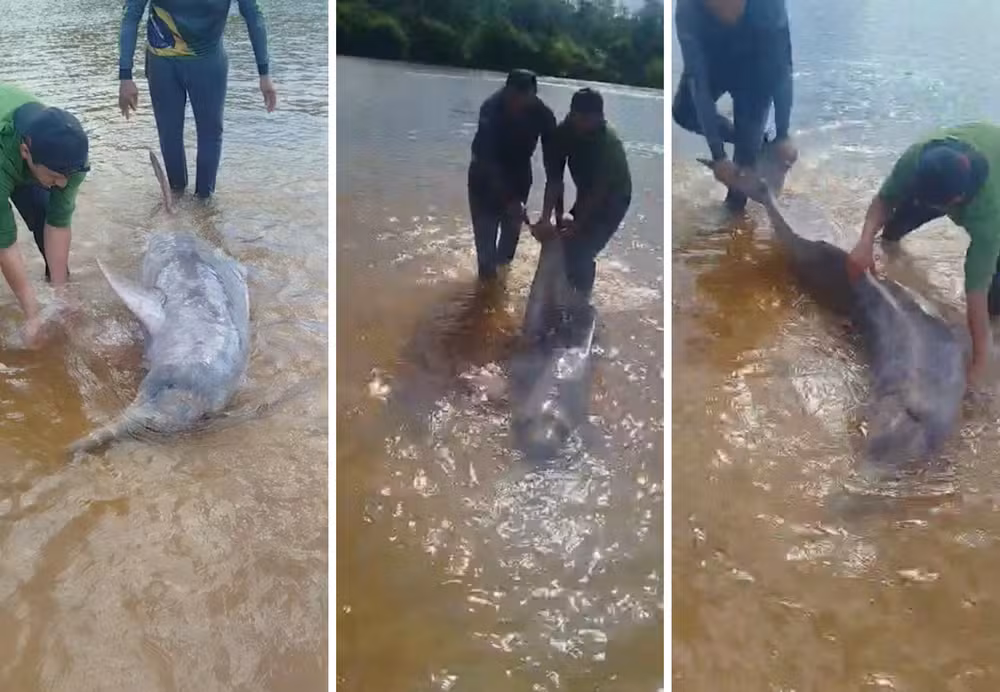 Boto é resgatado por pescadores após encalhar na praia da Sambaíba, no Rio Javaés em Pium: “Felizes em salvá-lo com vida”