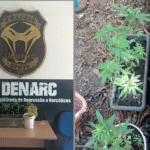 Polícia Civil descobre plantação de maconha em área de mata na zona rural de Palmas