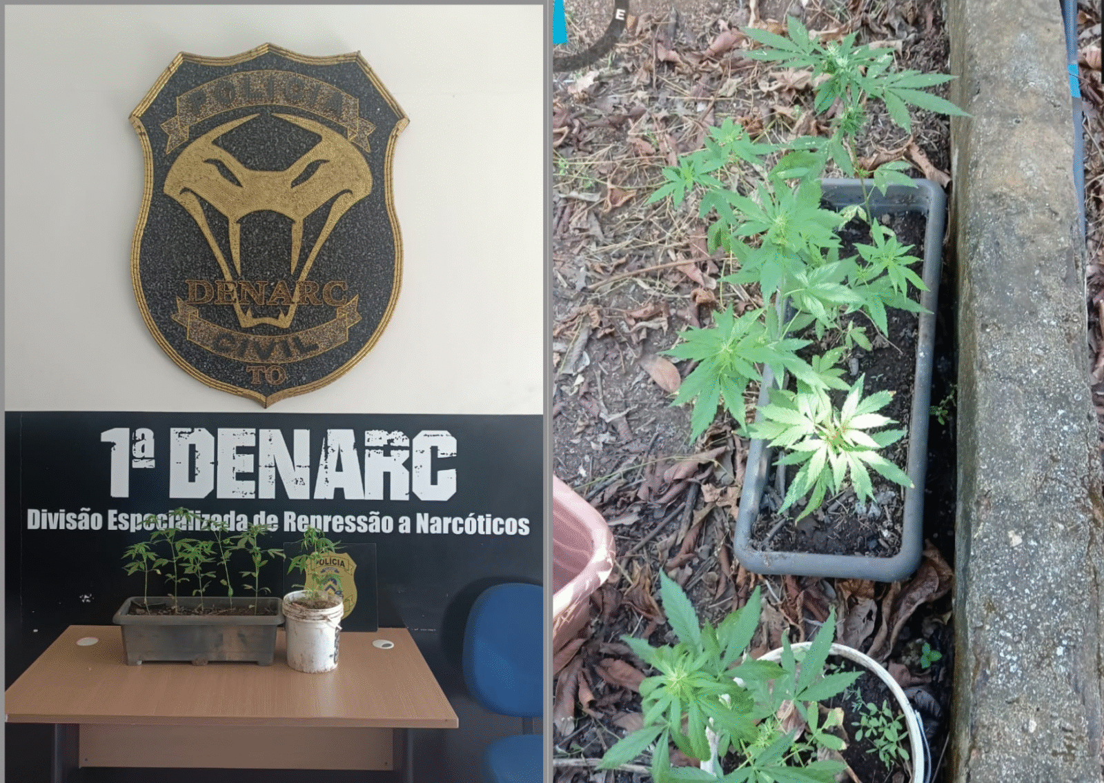 Polícia Civil descobre plantação de maconha em área de mata na zona rural de Palmas
