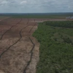 Tocantins é o segundo estado que mais registrou alertas de desmatamento no Cerrado em 2025