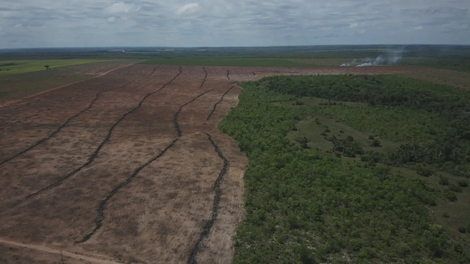 Tocantins é o segundo estado que mais registrou alertas de desmatamento no Cerrado em 2025