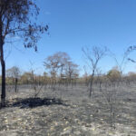 Homem é preso em flagrante por incêndio criminoso em fazenda de Santa Tereza