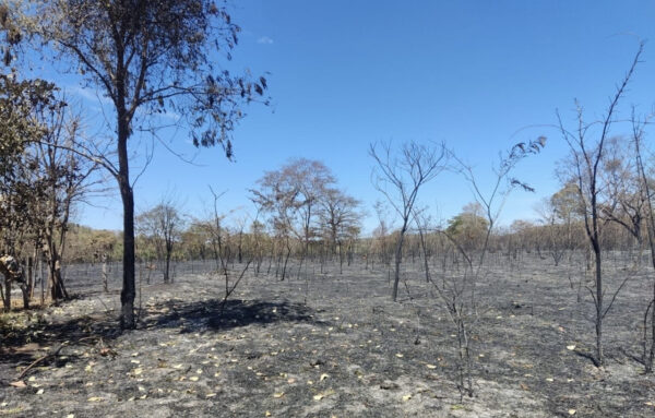 Homem é preso em flagrante por incêndio criminoso em fazenda de Santa Tereza