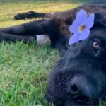 Maus-tratos a animais em Araguaína: cão resgatado em estado grave não resistiu