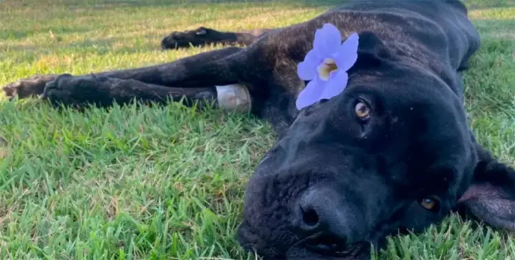 Maus-tratos a animais em Araguaína: cão resgatado em estado grave não resistiu