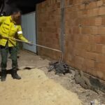 Jacarés são resgatados em área urbana e devolvidos ao lago em Lagoa da Confusão