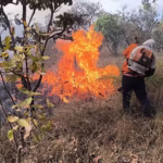 Lagoa da Confusão lidera ranking de queimadas no Tocantins em 2025