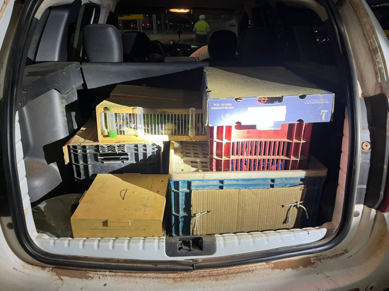 PRF resgata 113 animais silvestres transportados irregularmente na BR-153 em Gurupi