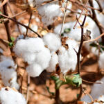 Vazio sanitário do algodão no Tocantins começa neste sábado e segue até novembro