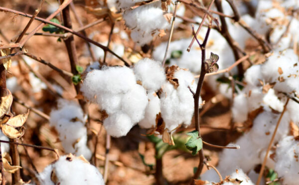 Vazio sanitário do algodão no Tocantins começa neste sábado e segue até novembro