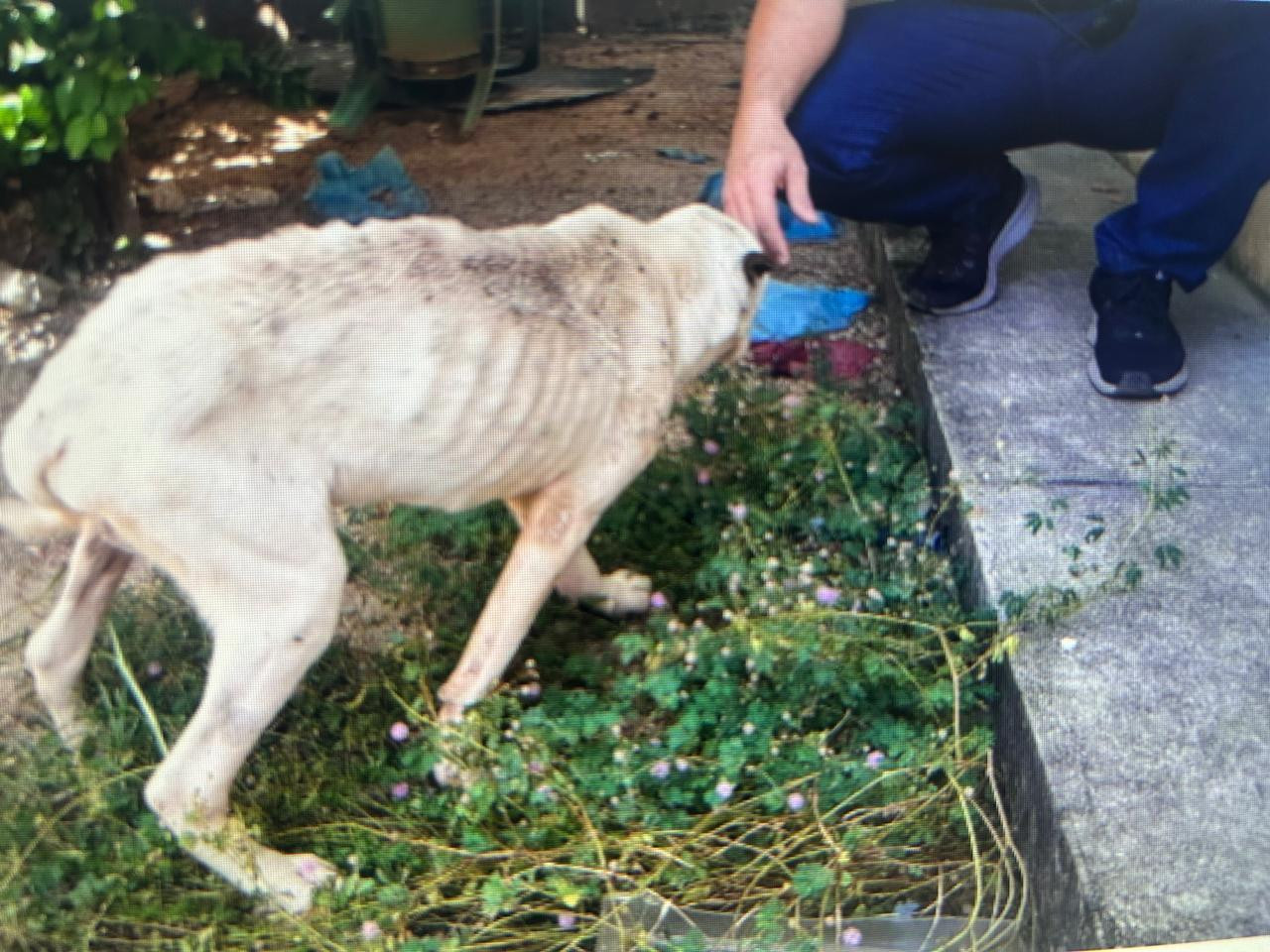 Indivíduo é indiciado por abandono de animais em Paraíso do Tocantins