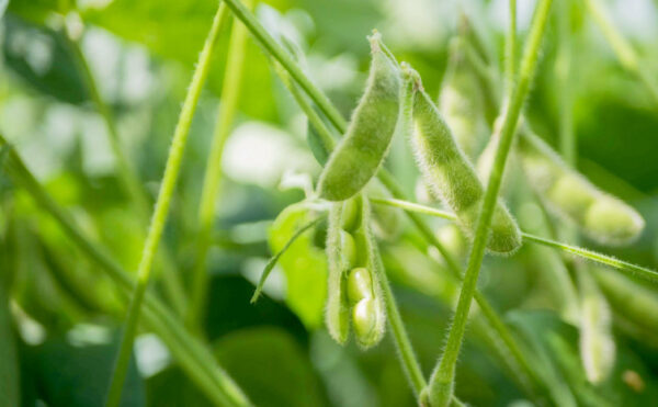 Governo do Tocantins abre janela de plantio da soja sequeiro para safra 2025/2026