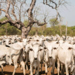 Governo do Tocantins prorroga prazo para declaração de rebanhos na Ilha do Bananal