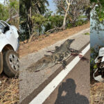 Colisão com jacaré-açu deixa casal de idosos feridos na BR-242 em Formoso do Araguaia