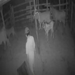 Homem é preso em Formoso do Araguaia suspeito de praticar crime de zoofilia contra bezerros; veja o vídeo