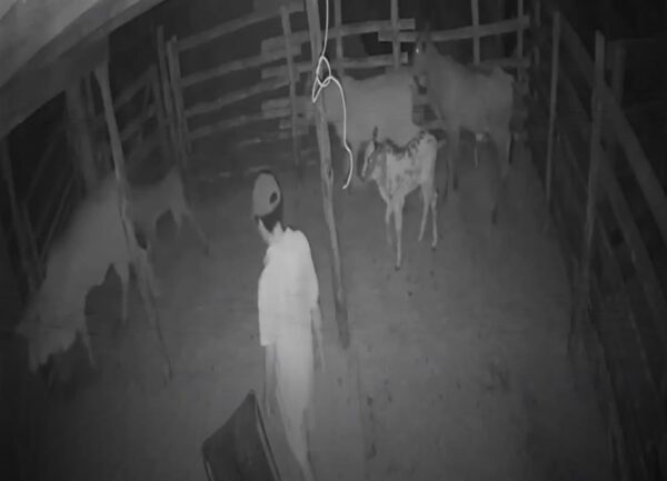 Homem é preso em Formoso do Araguaia suspeito de praticar crime de zoofilia contra bezerros; veja o vídeo
