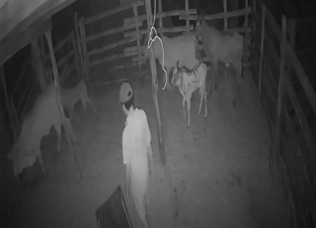 Homem é preso em Formoso do Araguaia suspeito de praticar crime de zoofilia contra bezerros; veja o vídeo