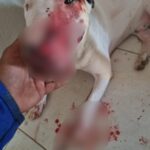 Homem é preso em Palmas suspeito de esfaquear cachorro da sobrinha