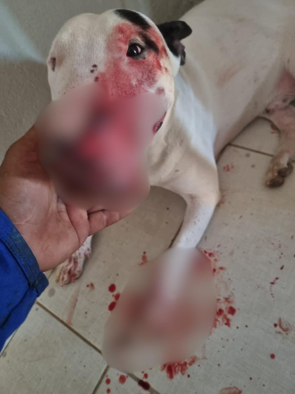 Homem é preso em Palmas suspeito de esfaquear cachorro da sobrinha