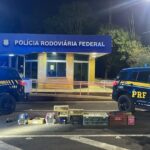 PRF resgata 113 animais silvestres transportados irregularmente na BR-153 em Gurupi