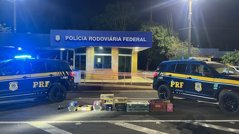 PRF resgata 113 animais silvestres transportados irregularmente na BR-153 em Gurupi