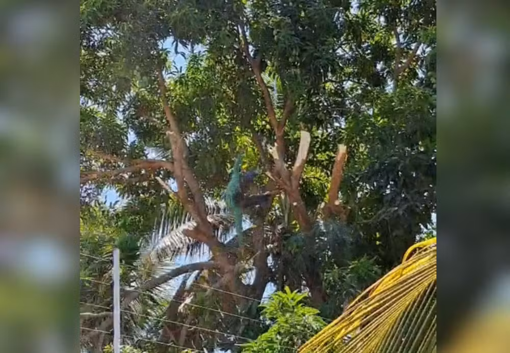 Homem cai de 10 metros durante poda de mangueira em Guaraí e sobrevive sem ferimentos graves