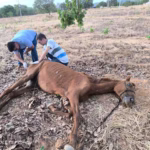 Cavalo abandonado é resgatado em estado crítico em Paraíso