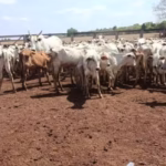 Operação conjunta recupera no Tocantins mais de 100 cabeças de gado furtadas em Goiás; sete pessoas foram presas