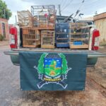 Polícia Militar Ambiental resgata 18 aves silvestres mantidas em cativeiro ilegal em Araguaína