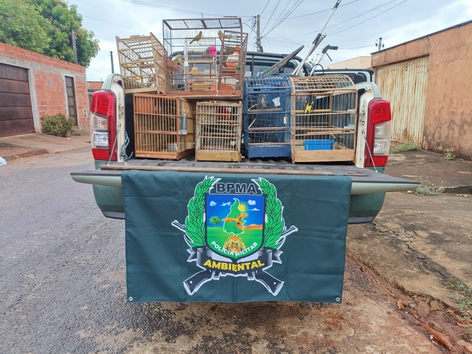 Polícia Militar Ambiental resgata 18 aves silvestres mantidas em cativeiro ilegal em Araguaína
