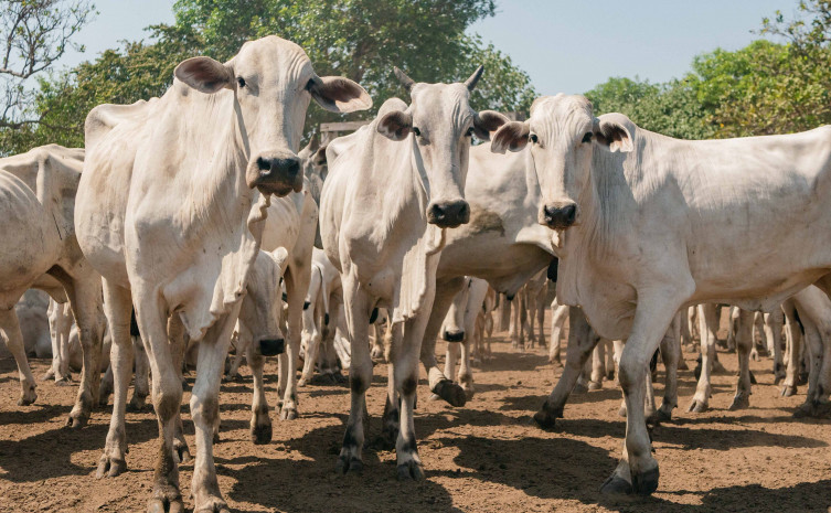 Campanha de Declaração Pecuária na Ilha do Bananal atinge 89,5% dos animais declarados