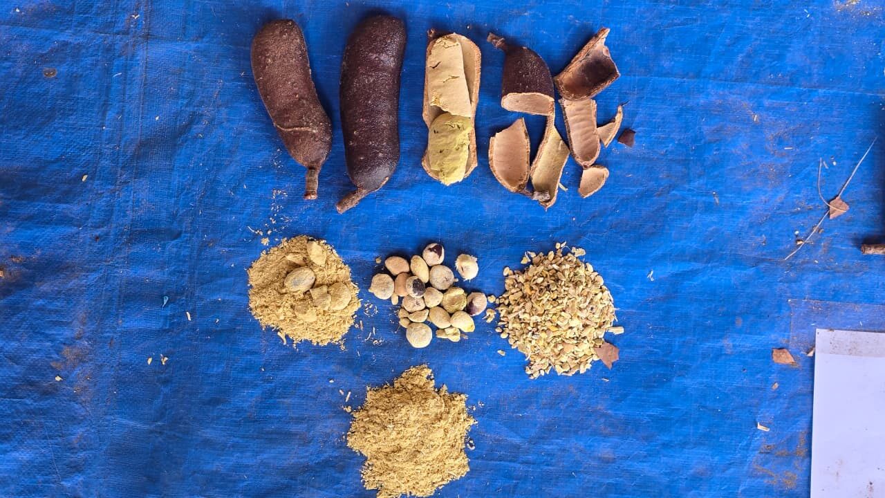 Farinhada de Jatobá em Caseara fortalece a cadeia do fruto e valoriza saberes tradicionais do Cerrado