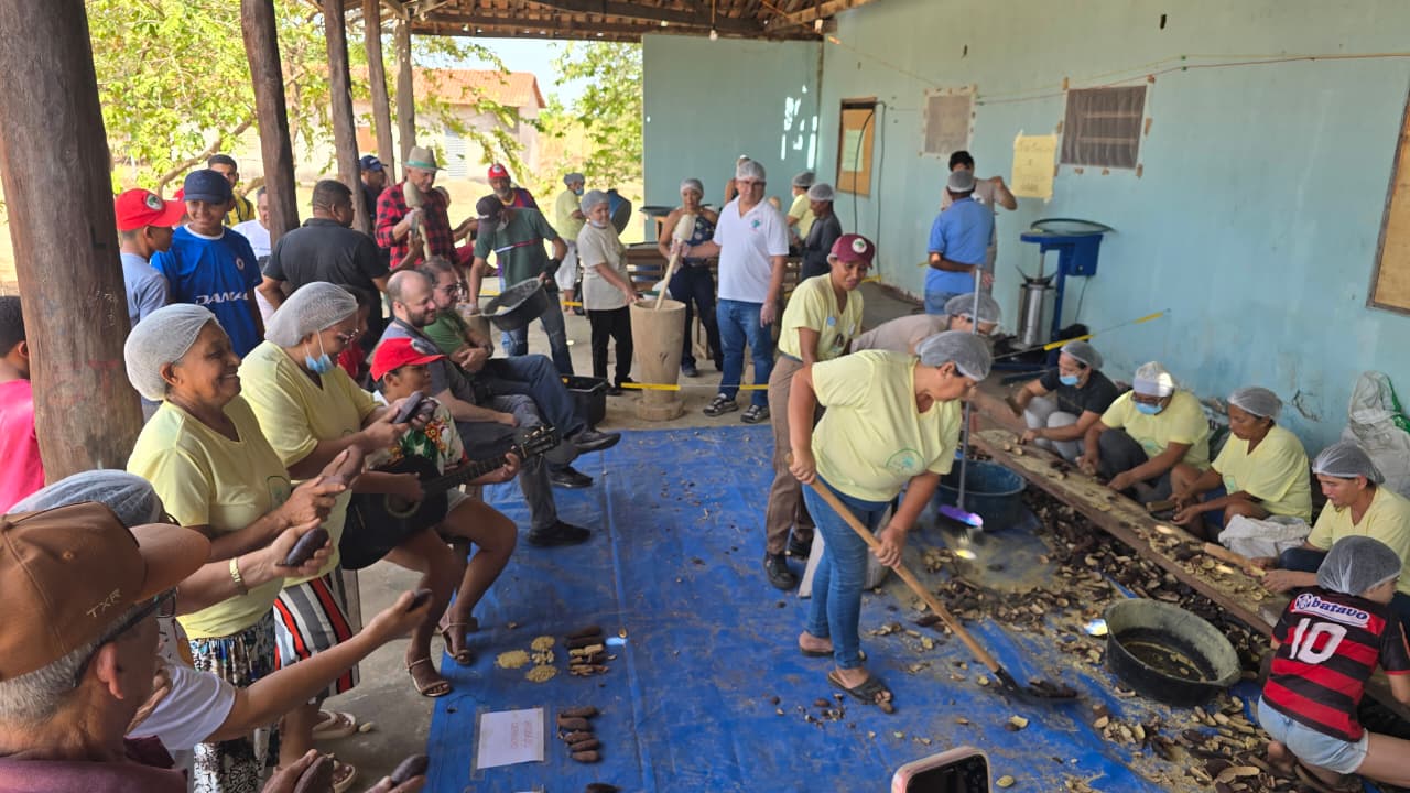 Farinhada de Jatobá em Caseara fortalece a cadeia do fruto e valoriza saberes tradicionais do Cerrado