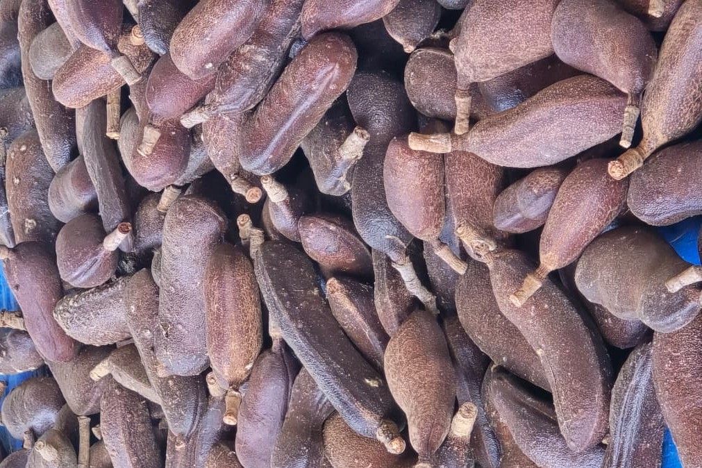 Farinhada de Jatobá em Caseara fortalece a cadeia do fruto e valoriza saberes tradicionais do Cerrado