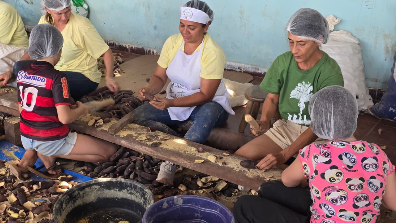 Farinhada de Jatobá em Caseara fortalece a cadeia do fruto e valoriza saberes tradicionais do Cerrado