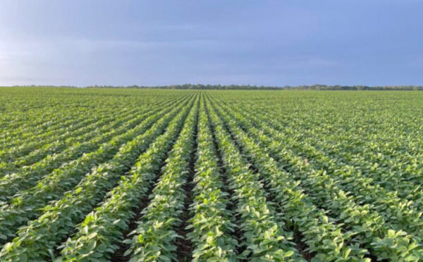 Tocantins inicia safra 2025/26 com perspectiva de novo recorde na produção de grãos