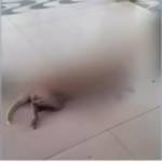 Cadela é morta a facadas durante roubo em Ananás e criminoso foge levando caminhonete