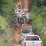 Morte em operação no Pará acende alerta para riscos em desintrusões semelhantes no Tocantins