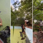 Jovens resgatam cães que caíram em piscina com lodo em clube abandonado de Paraíso do Tocantins