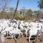 Retirada de gado da Ilha do Bananal avança, mas órgãos federais preveem novas ações em 2026