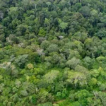 Tocantins registra queda no desmatamento e nas queimadas em 2025, aponta levantamento ambiental