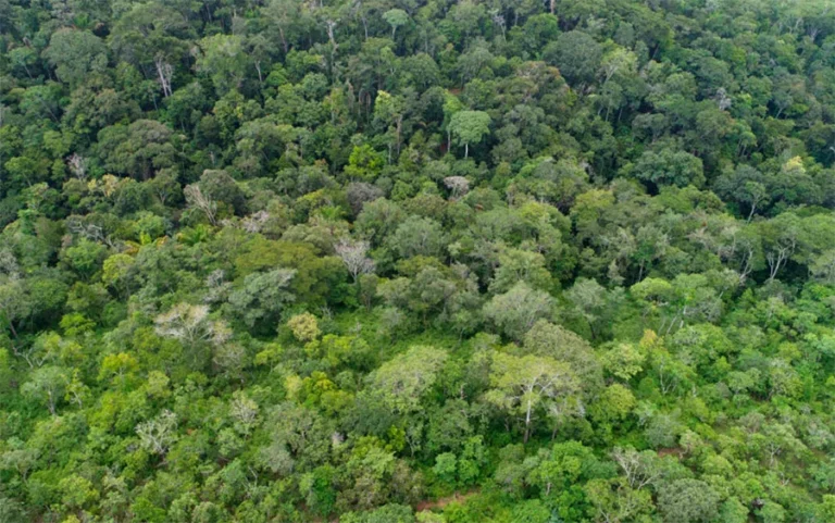 Tocantins registra queda no desmatamento e nas queimadas em 2025, aponta levantamento ambiental