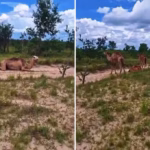 Camelos em fazenda de Rio Sono chamam atenção e reforçam conexão do município com o Jalapão