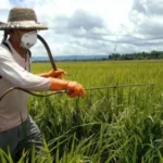 Tocantins monitora exposição a agrotóxicos em apenas sete municípios prioritários, apesar da força do agronegócio