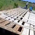 Caminhão com 86 cabeças de gado tomba na TO-222 e seis animais morrem no norte do Tocantins