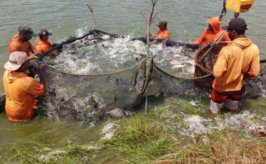 Tocantins é o 4º estado que mais cresce na piscicultura em 2025, aponta Anuário Peixe BR