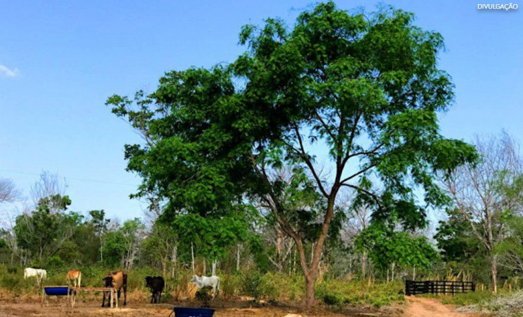 Incra abre 365 vagas para assentamentos no Tocantins e oferece oportunidade para famílias do campo