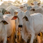 Rebanho bovino do Tocantins cresce 39,2% e estado se destaca no cenário nacional