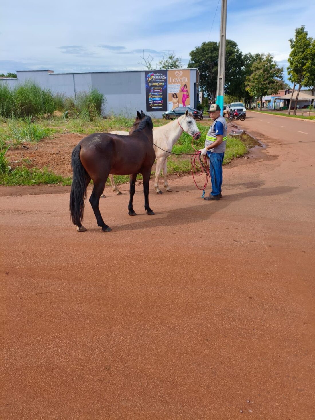 Ação conjunta recolhe animais soltos e reforça segurança em Lagoa da Confusão